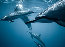 阿森纳录像回放发现新线索，约基奇的表现被点名引关注，云开体育社区炸开锅